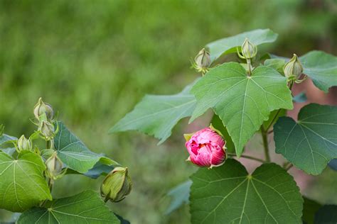 樹芙蓉